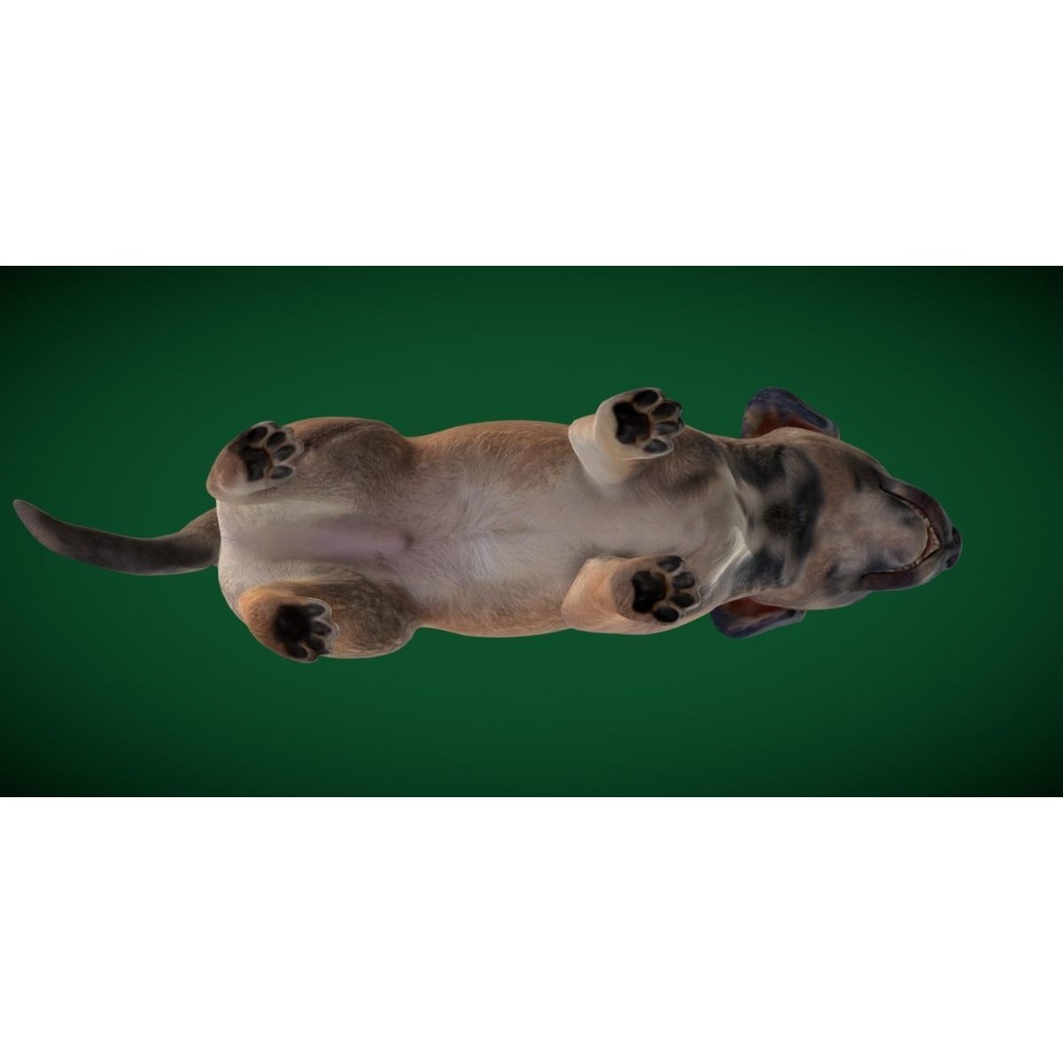 Belgian Shepherd Puppy - Game-Ready 3D Model - View 15