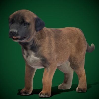 Belgian Shepherd Puppy - Game-Ready 3D Model - View 16