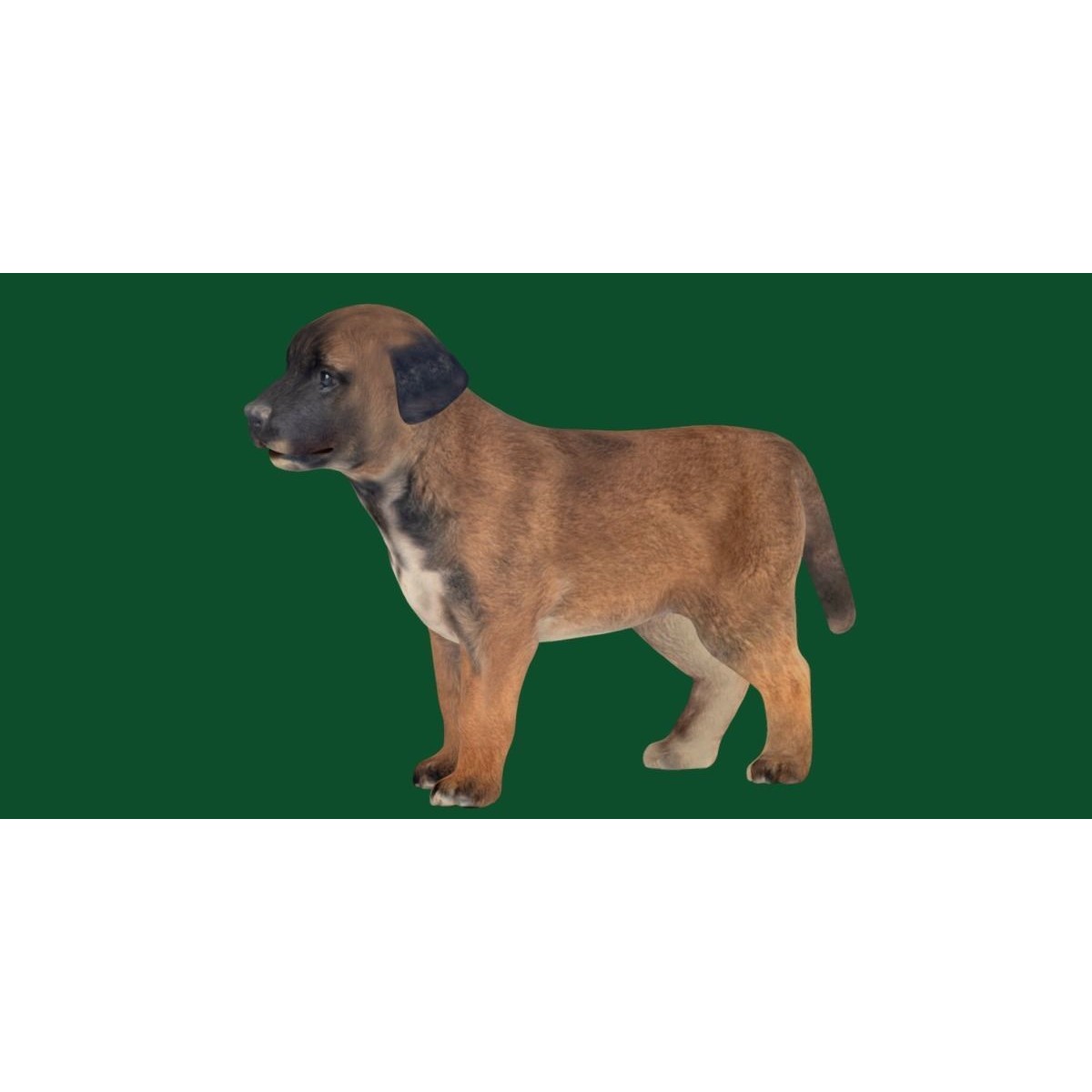 Belgian Shepherd Puppy - Game-Ready 3D Model - View 17