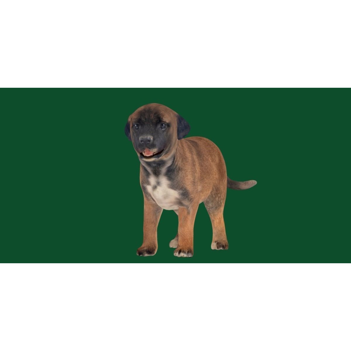 Belgian Shepherd Puppy - Game-Ready 3D Model - View 18