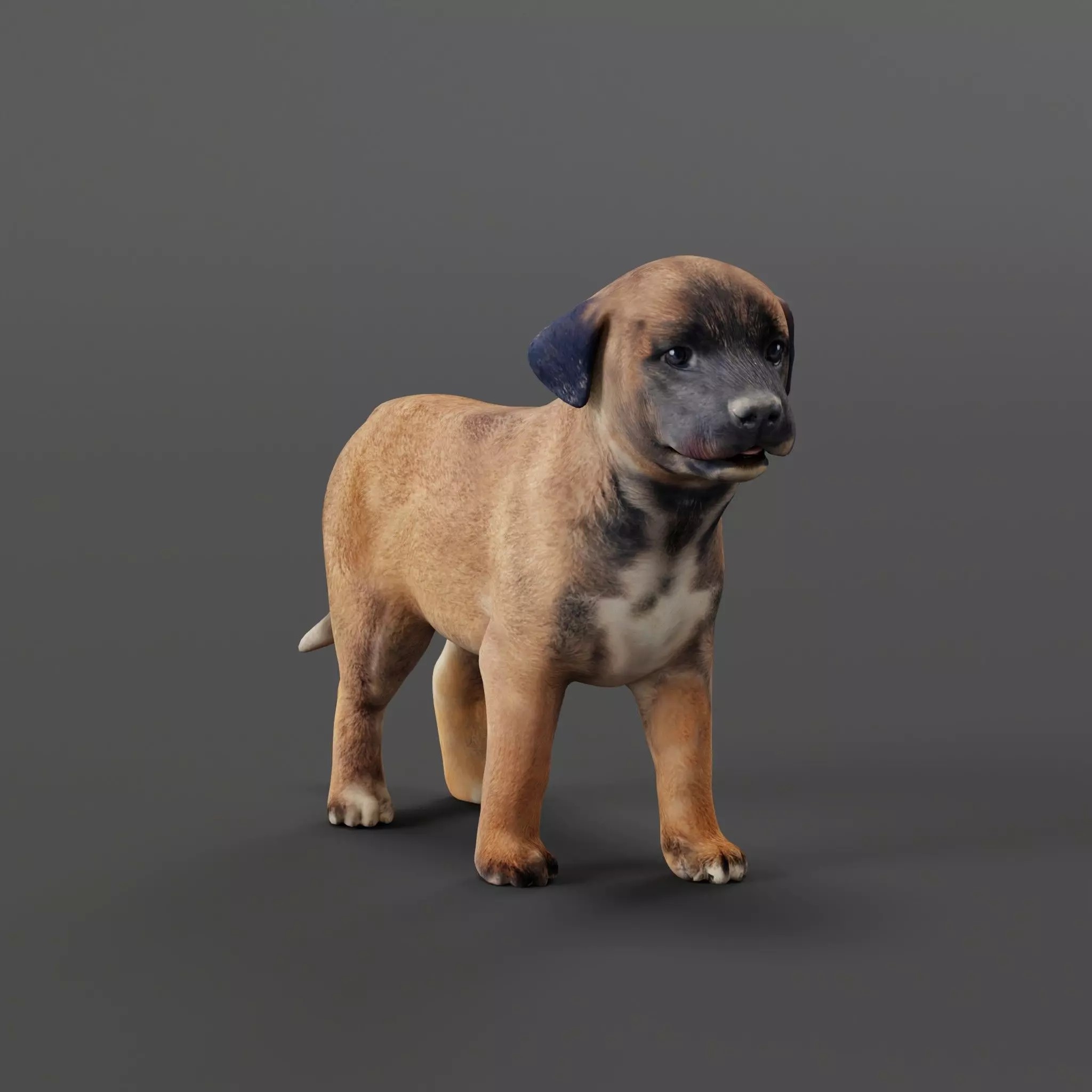 Belgian Shepherd Puppy - Game-Ready 3D Model - View 2