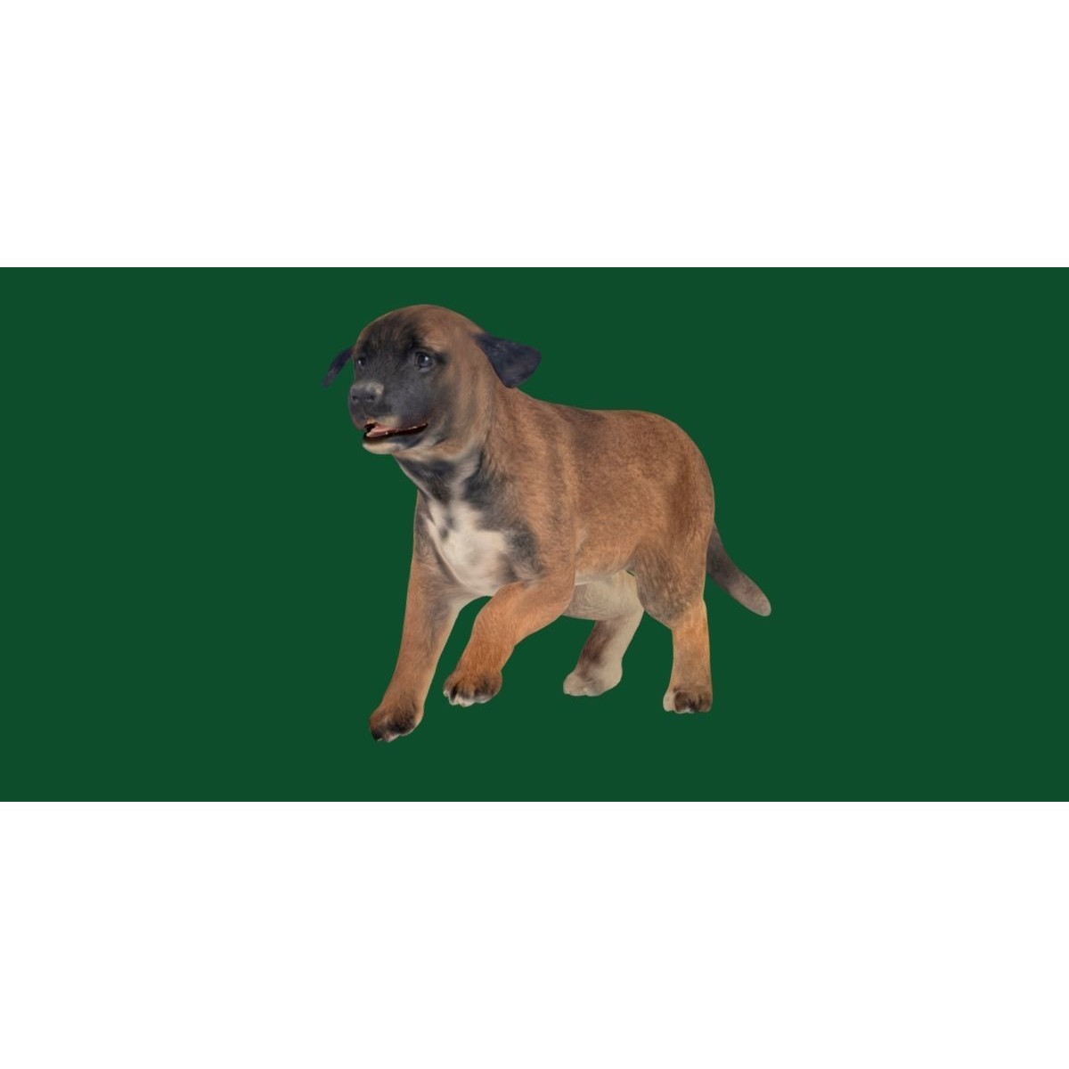 Belgian Shepherd Puppy - Game-Ready 3D Model - View 21