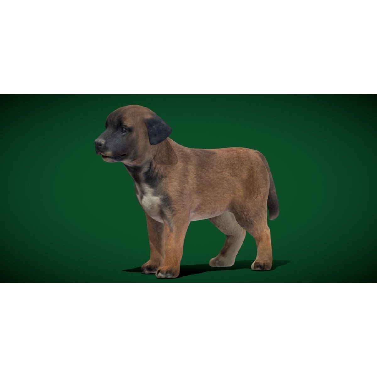 Belgian Shepherd Puppy - Game-Ready 3D Model - View 24