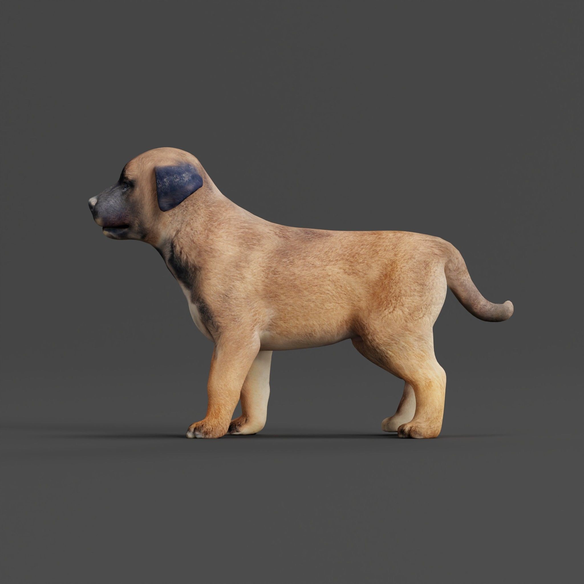 Belgian Shepherd Puppy - Game-Ready 3D Model - View 25