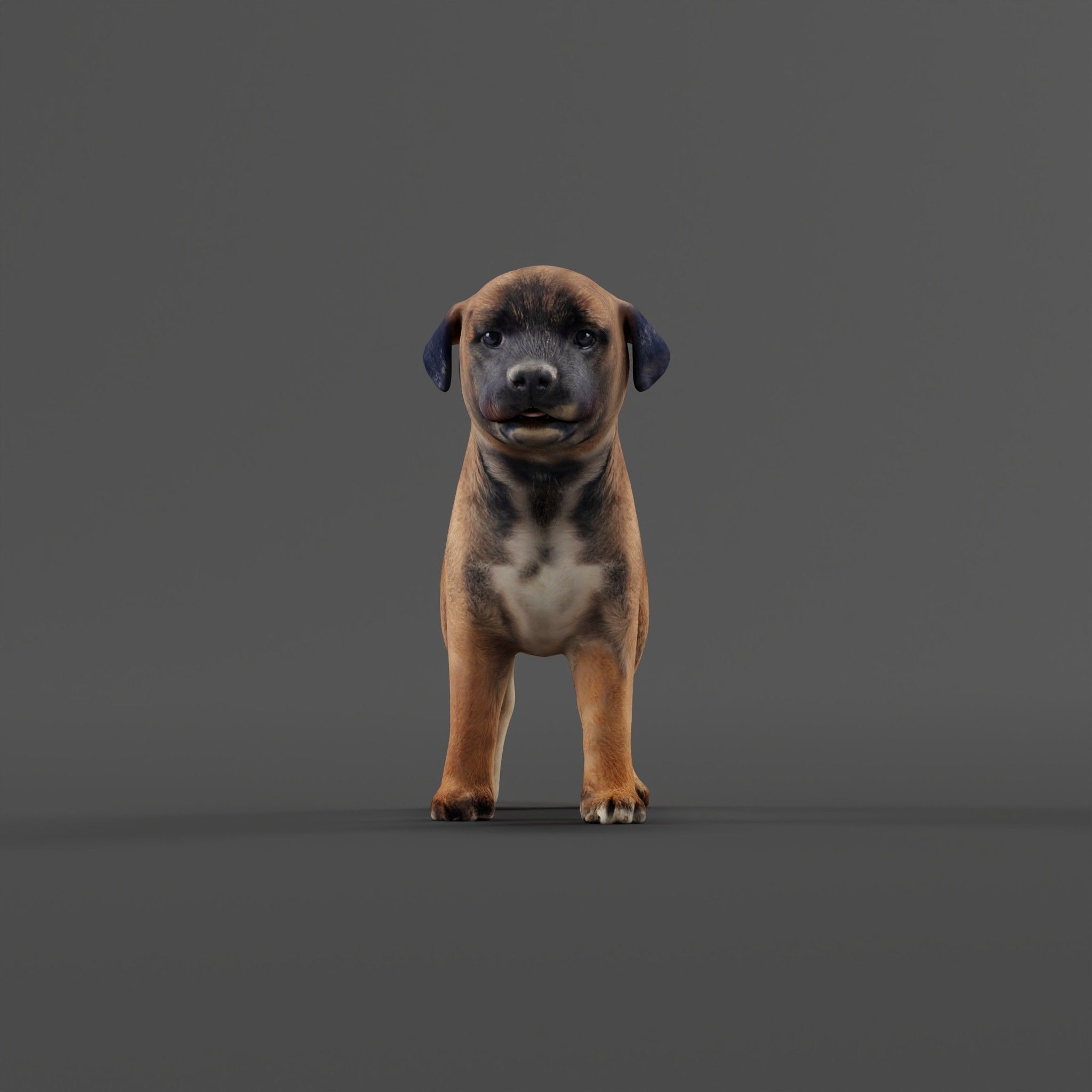 Belgian Shepherd Puppy - Game-Ready 3D Model - View 26