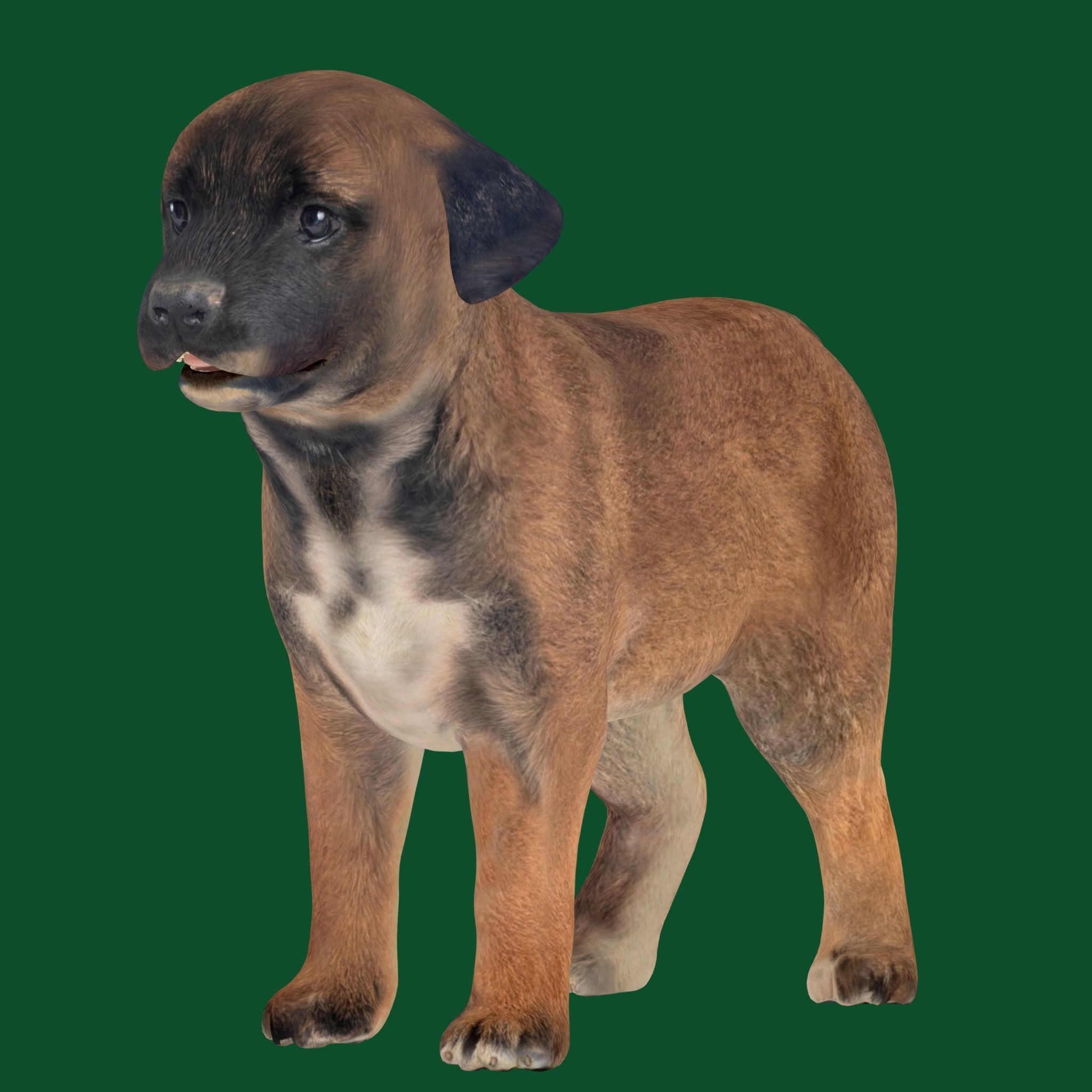 Belgian Shepherd Puppy - Game-Ready 3D Model - View 3