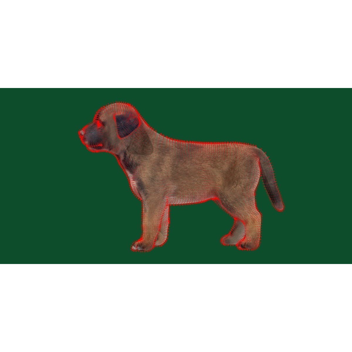 Belgian Shepherd Puppy - Game-Ready 3D Model - View 8