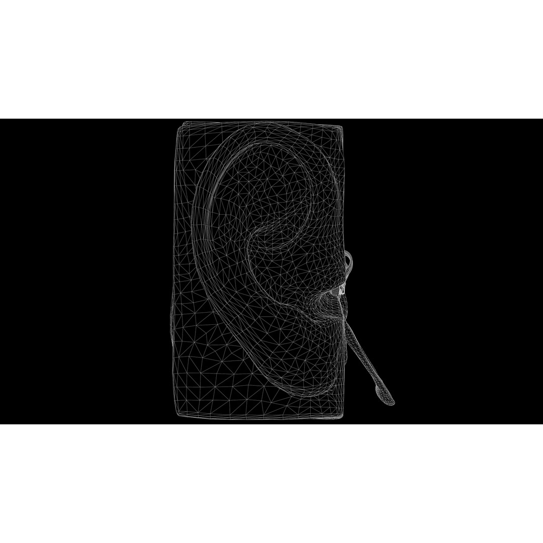 Ear Structure Anatomy Section 3D Model – Low Poly PBR Asset, FBX
