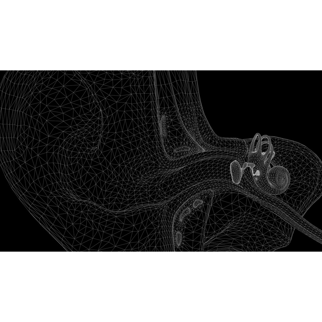 Ear Structure Anatomy Section 3D Model – Low Poly PBR Asset, FBX - View 11