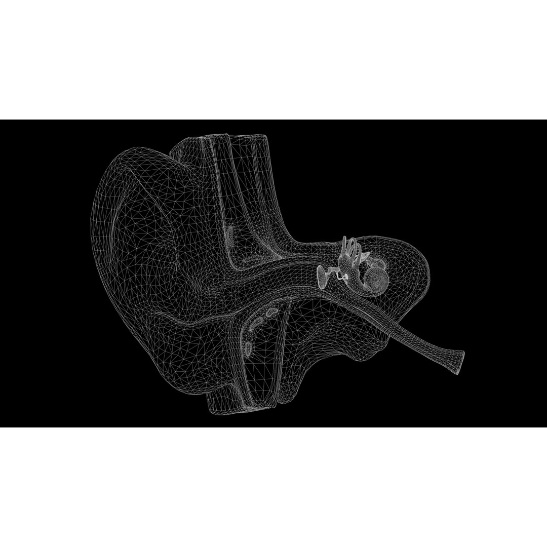Ear Structure Anatomy Section 3D Model – Low Poly PBR Asset, FBX - View 12