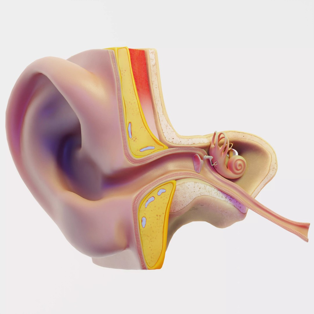 Ear Structure Anatomy Section 3D Model – Low Poly PBR Asset, FBX - View 2
