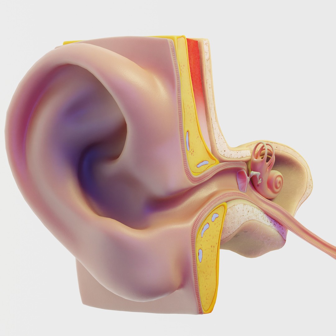 Ear Structure Anatomy Section 3D Model – Low Poly PBR Asset, FBX - View 4