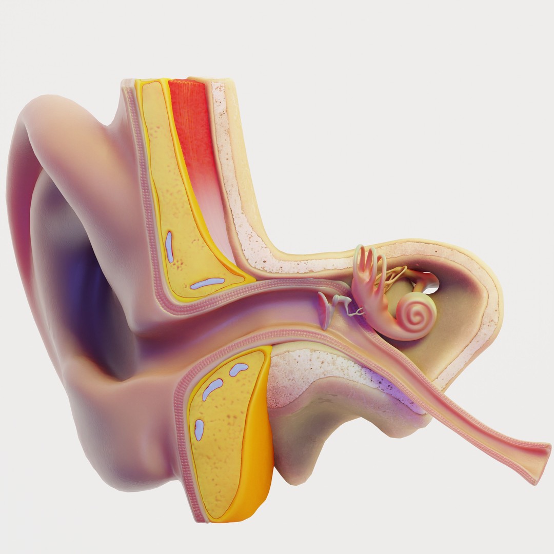 Ear Structure Anatomy Section 3D Model – Low Poly PBR Asset, FBX - View 5