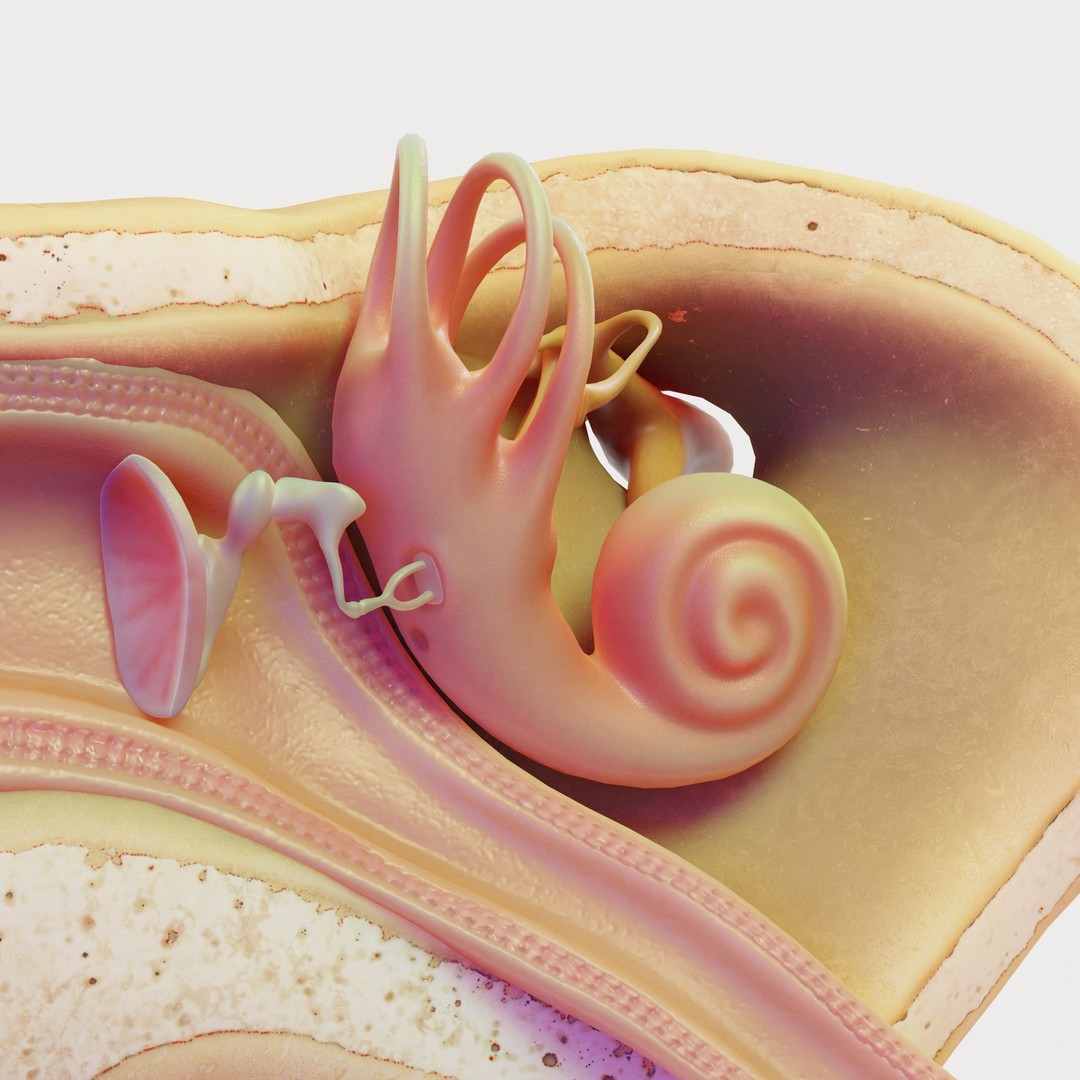 Ear Structure Anatomy Section 3D Model – Low Poly PBR Asset, FBX - View 6