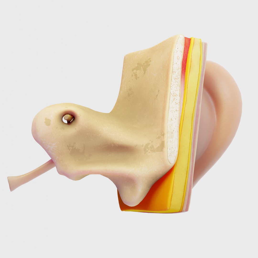 Ear Structure Anatomy Section 3D Model – Low Poly PBR Asset, FBX - View 7
