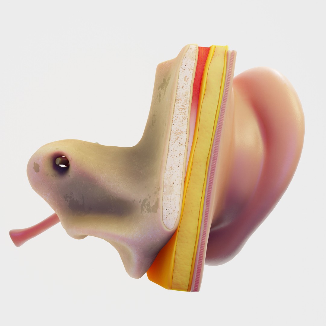 Ear Structure Anatomy Section 3D Model – Low Poly PBR Asset, FBX - View 8