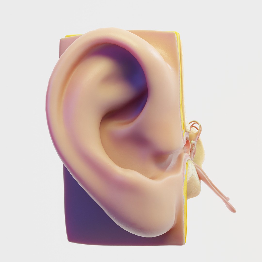 Ear Structure Anatomy Section 3D Model – Low Poly PBR Asset, FBX - View 9