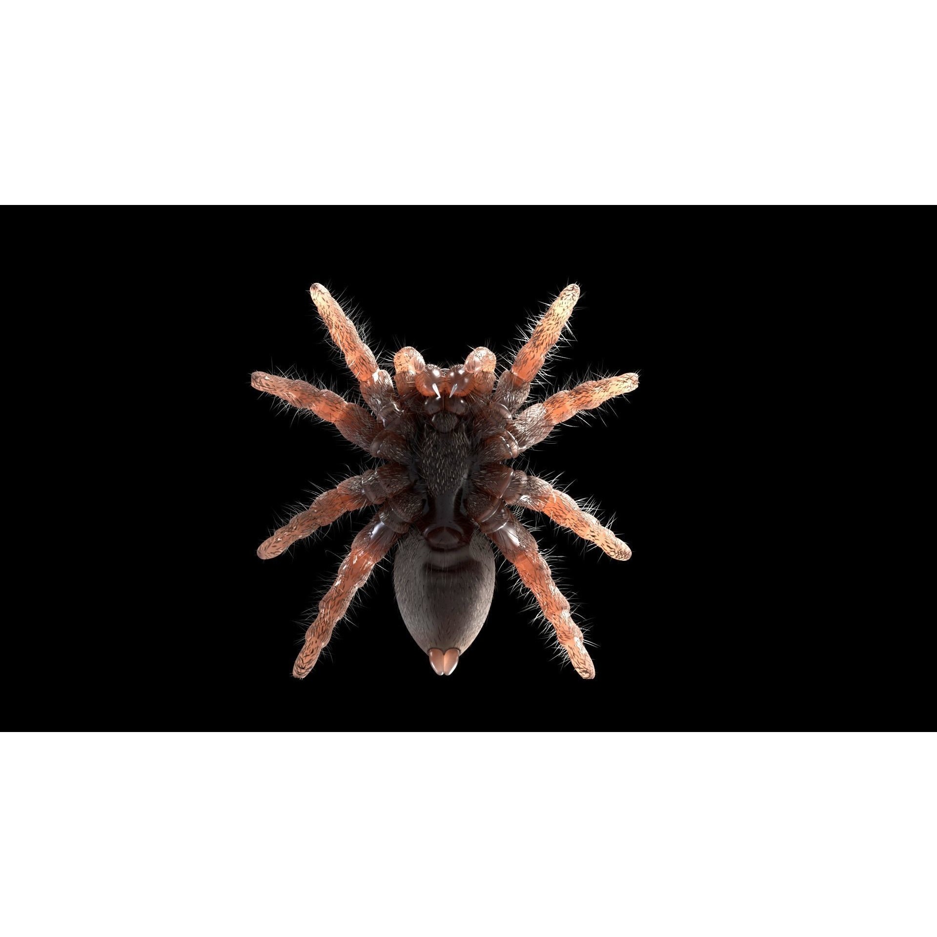 Jumping Spider - Low-Poly Game-Ready 3D Model - View 10
