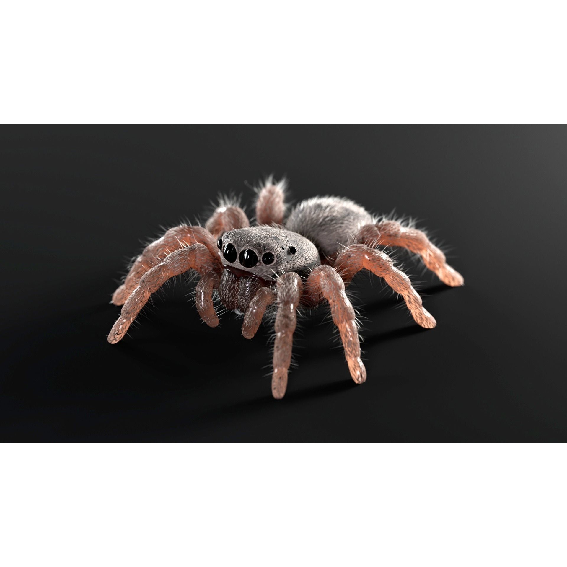 Jumping Spider - Low-Poly Game-Ready 3D Model - View 11