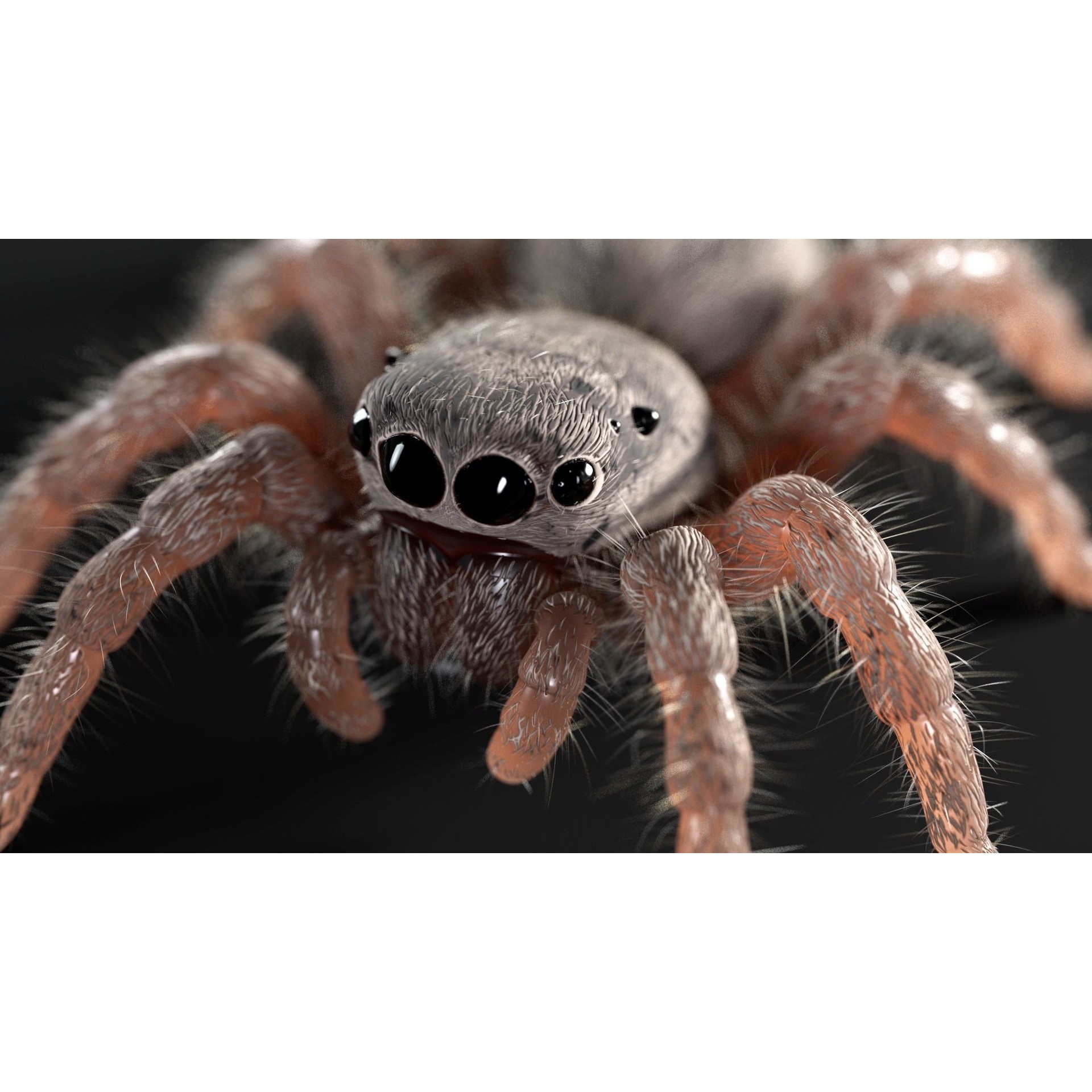 Jumping Spider - Low-Poly Game-Ready 3D Model - View 12