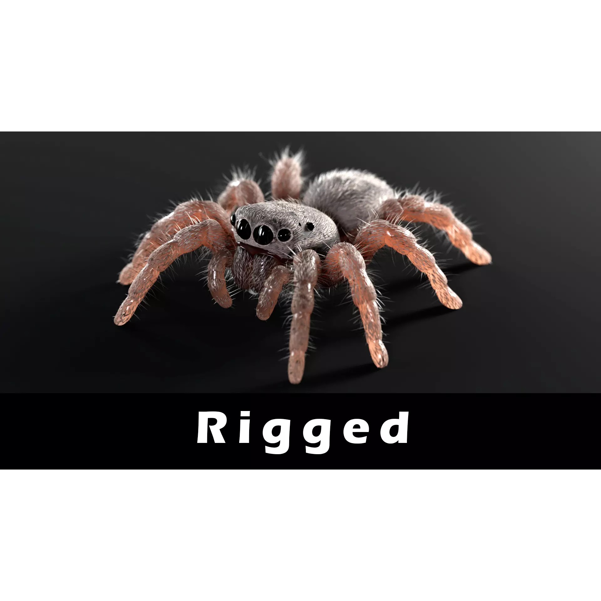 Jumping Spider - Low-Poly Game-Ready 3D Model - View 2