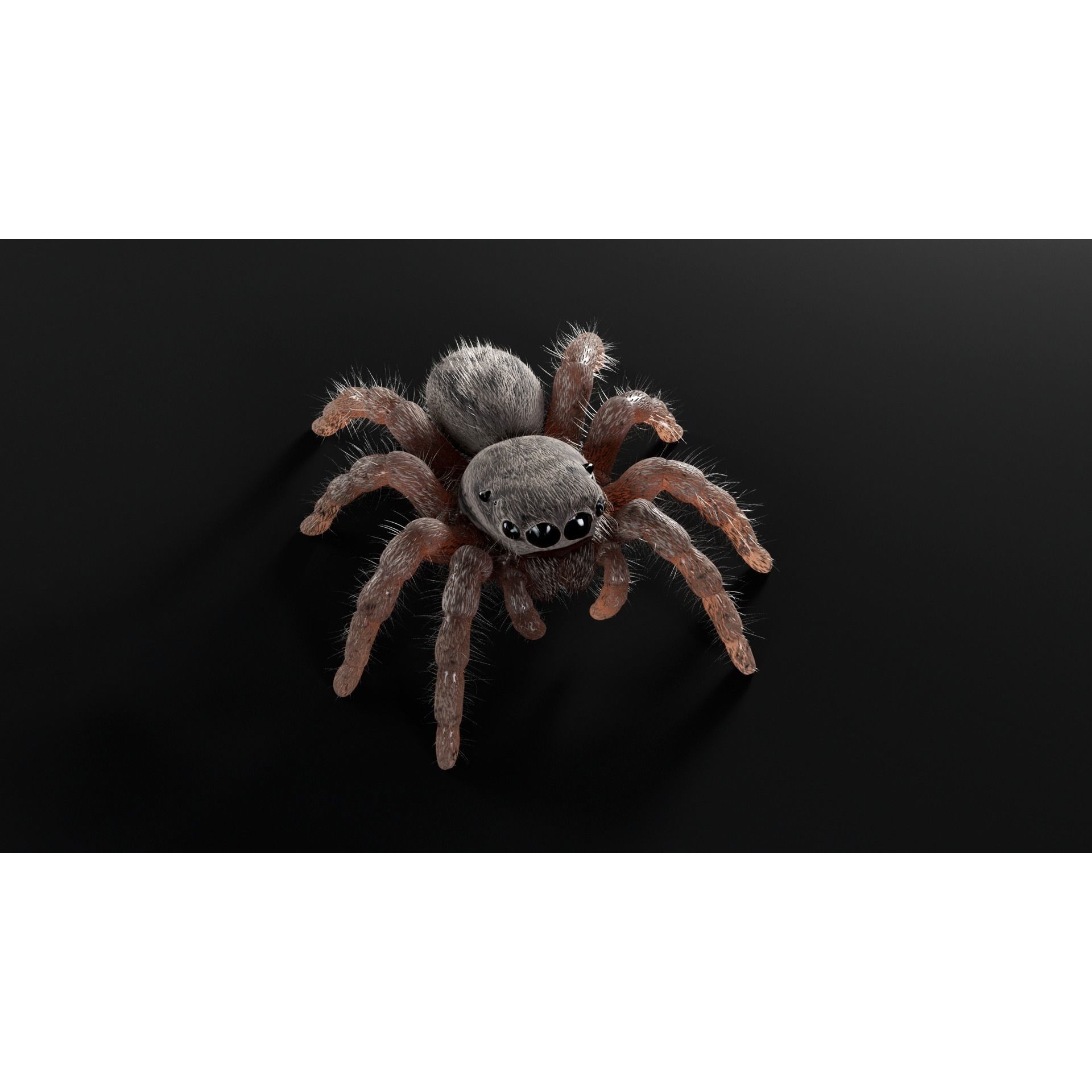 Jumping Spider - Low-Poly Game-Ready 3D Model - View 4