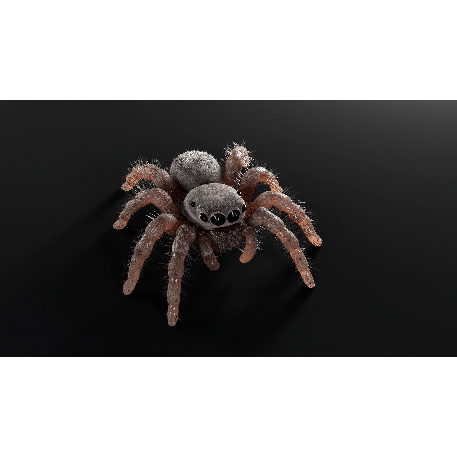 Jumping Spider - Low-Poly Game-Ready 3D Model - View 5
