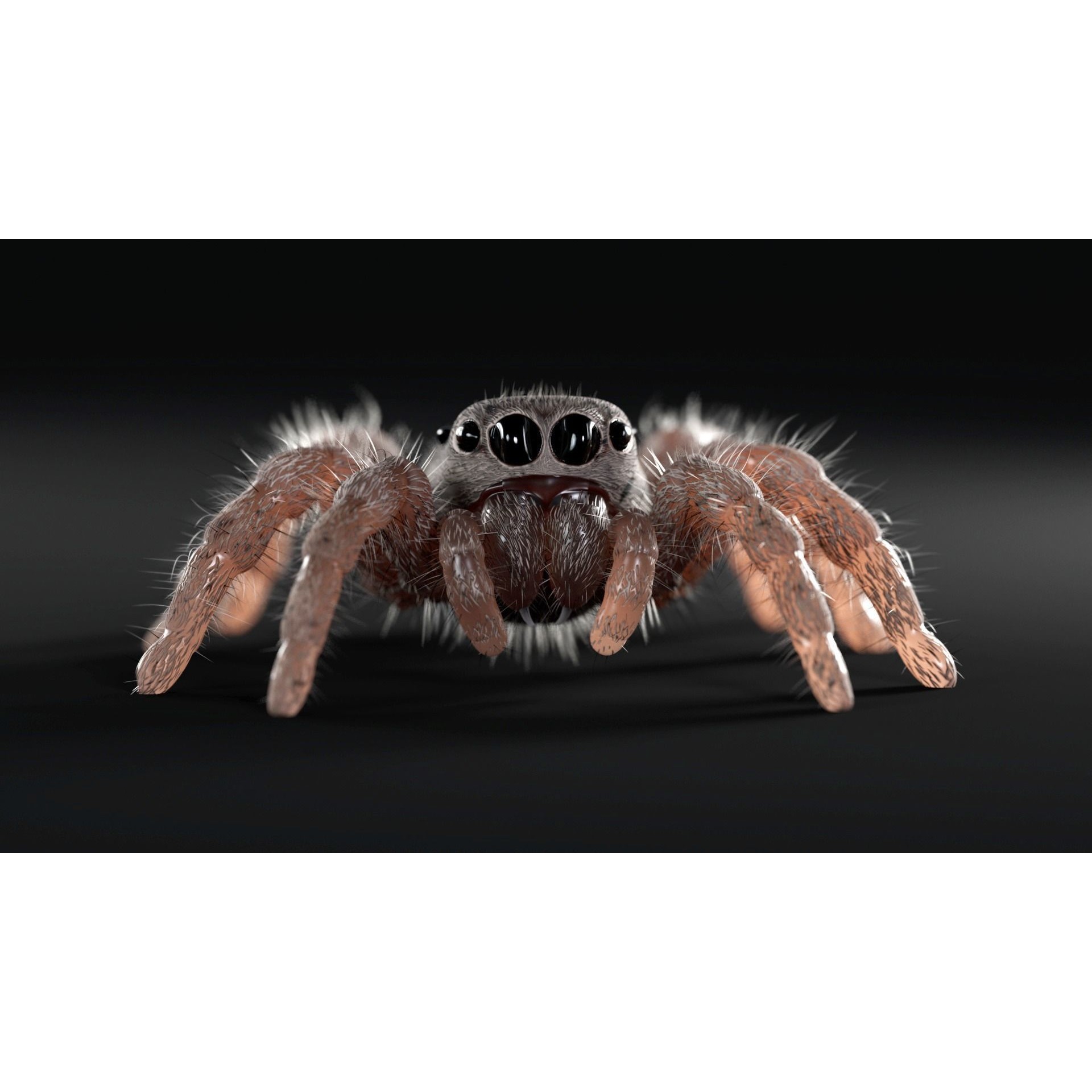 Jumping Spider - Low-Poly Game-Ready 3D Model - View 6