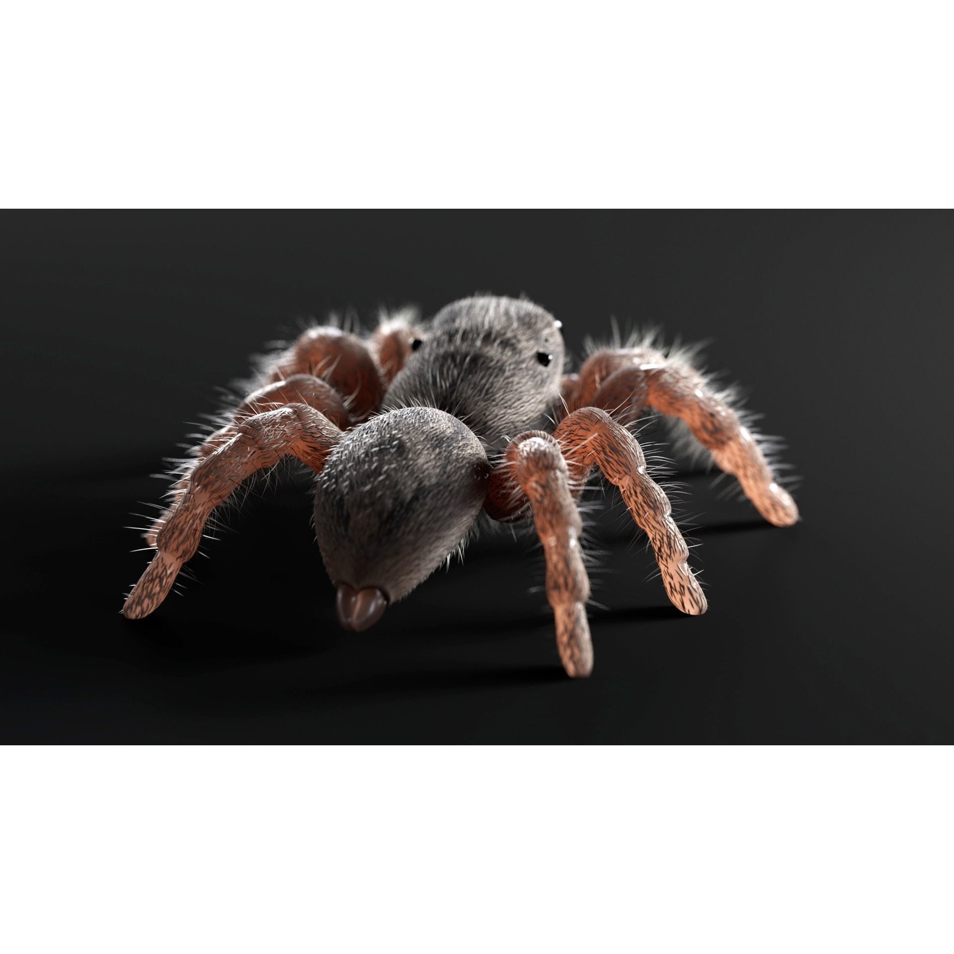 Jumping Spider - Low-Poly Game-Ready 3D Model - View 7