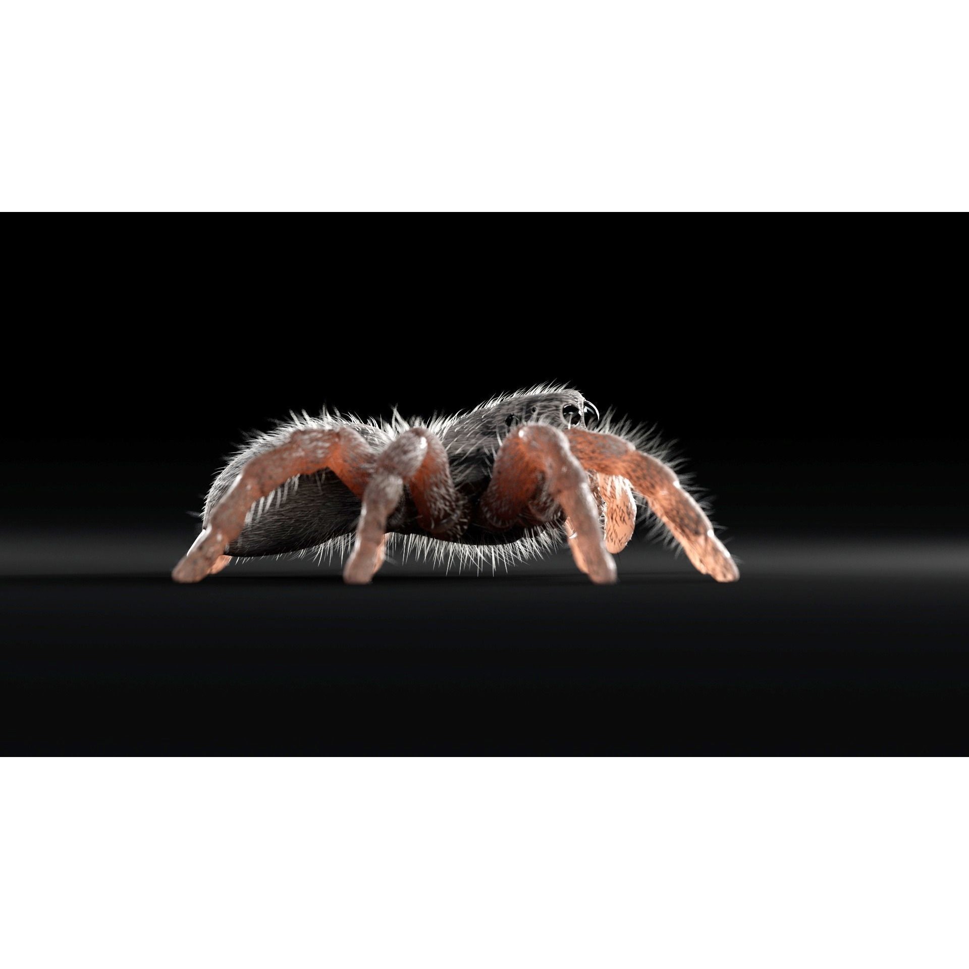 Jumping Spider - Low-Poly Game-Ready 3D Model - View 8