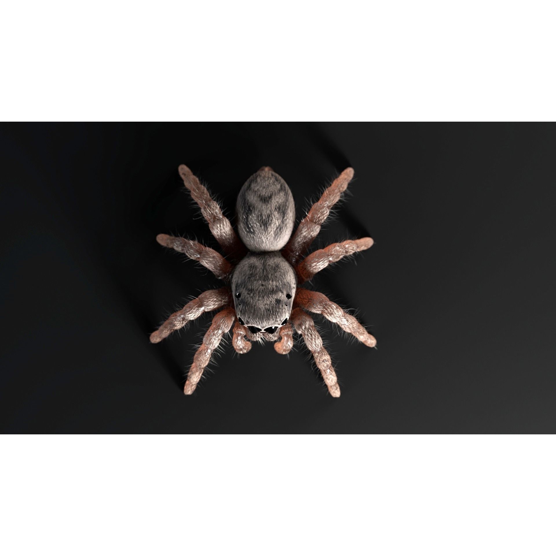 Jumping Spider - Low-Poly Game-Ready 3D Model - View 9