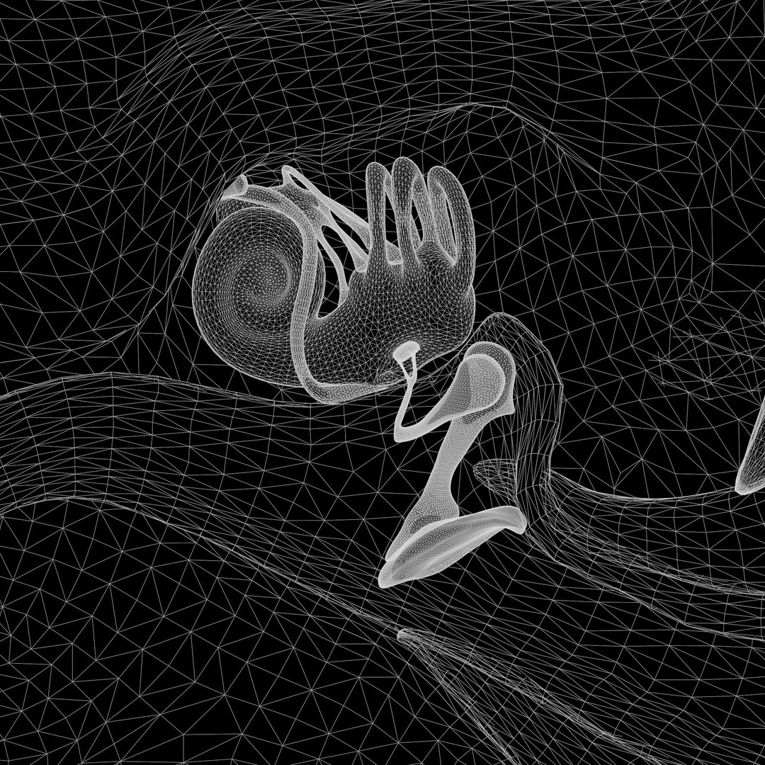 Ear Structure Anatomy Section 3D Model – PBR Medical Asset, FBX & More