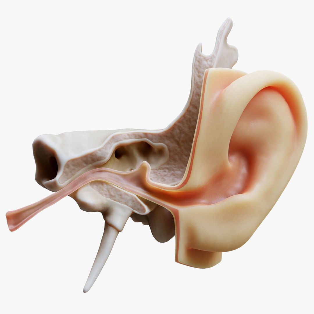 Ear Structure Anatomy Section 3D Model – PBR Medical Asset, FBX & More - View 10