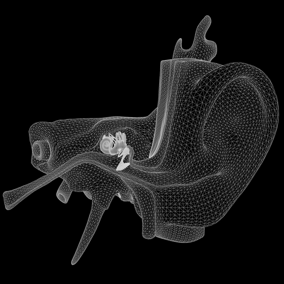 Ear Structure Anatomy Section 3D Model – PBR Medical Asset, FBX & More - View 11