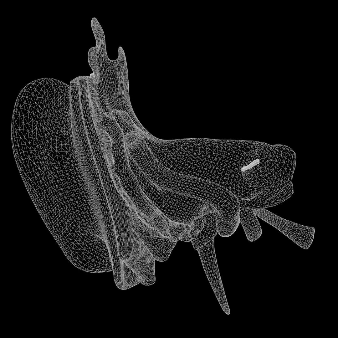 Ear Structure Anatomy Section 3D Model – PBR Medical Asset, FBX & More - View 12