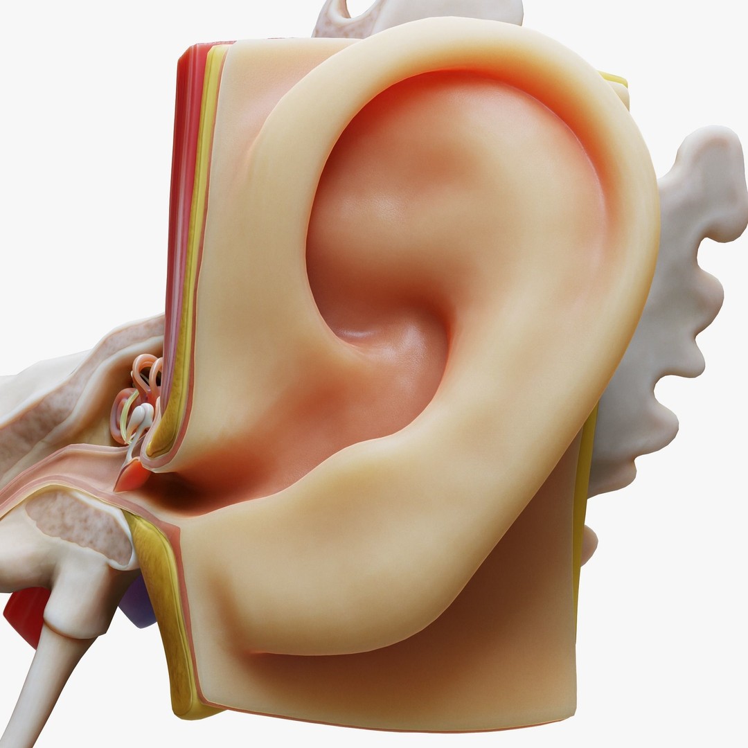 Ear Structure Anatomy Section 3D Model – PBR Medical Asset, FBX & More - View 3