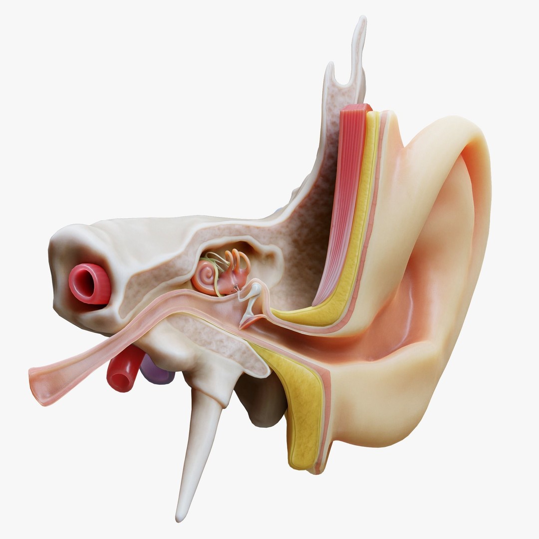 Ear Structure Anatomy Section 3D Model – PBR Medical Asset, FBX & More - View 4