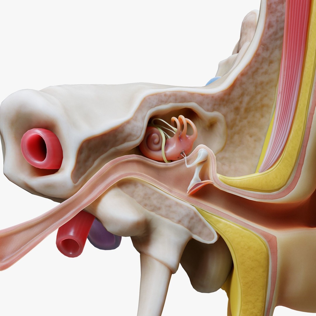 Ear Structure Anatomy Section 3D Model – PBR Medical Asset, FBX & More - View 6