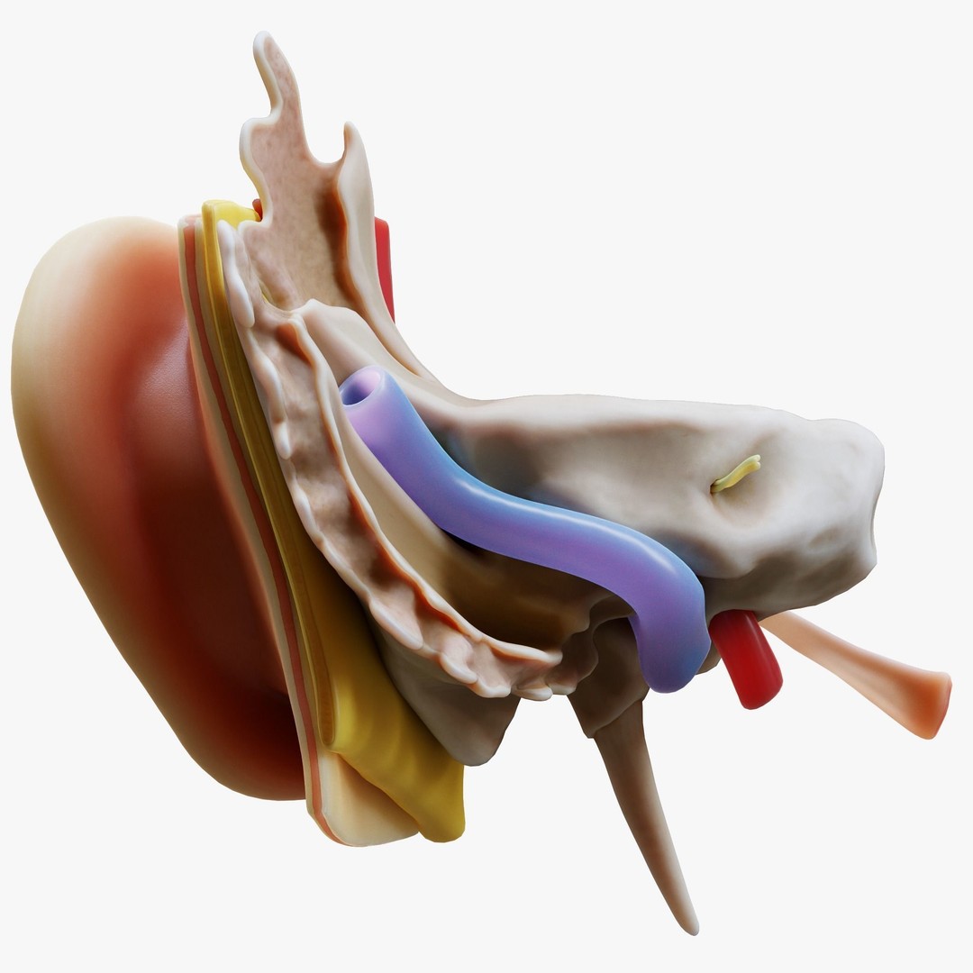 Ear Structure Anatomy Section 3D Model – PBR Medical Asset, FBX & More - View 7