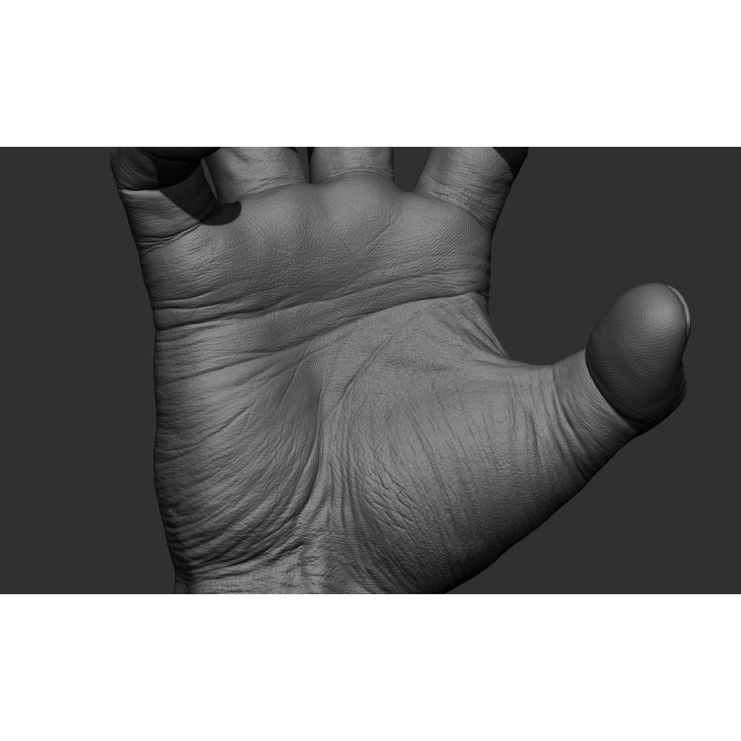 Male Hand 3D Model – Realistic Sculpt in 2 Poses, FBX, OBJ - View 14