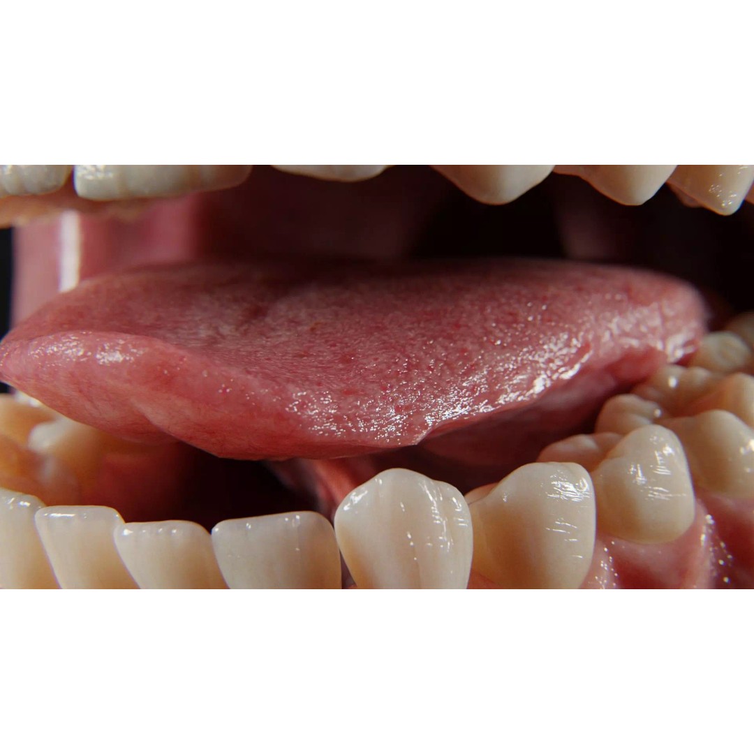Ultra-Realistic Gum 3D Model – Game-Ready Fully Rigged, PBR Textures - View 3