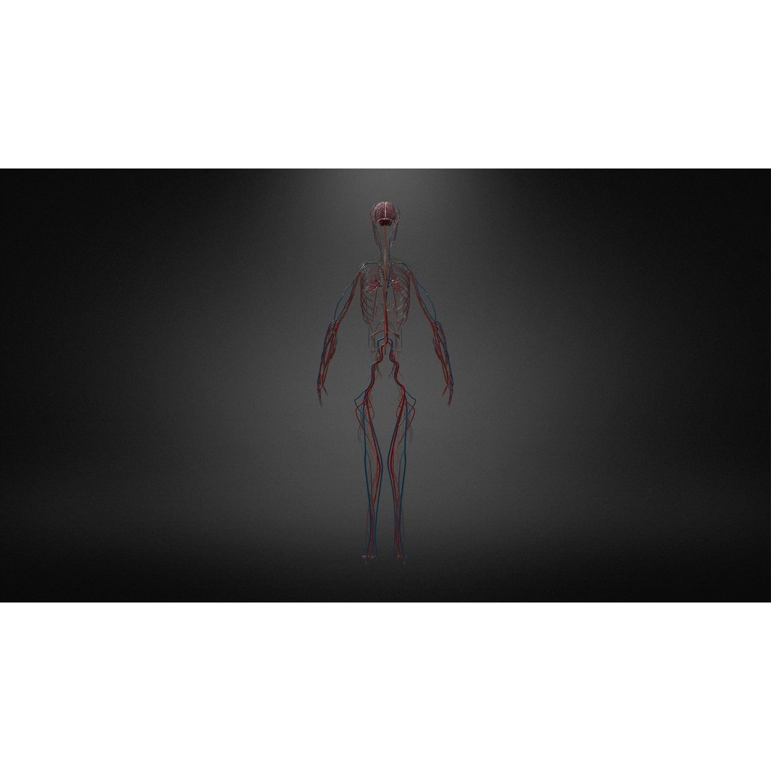 Nervous System 3D Model – Low Poly Human Anatomy Game Asset, FBX, OBJ