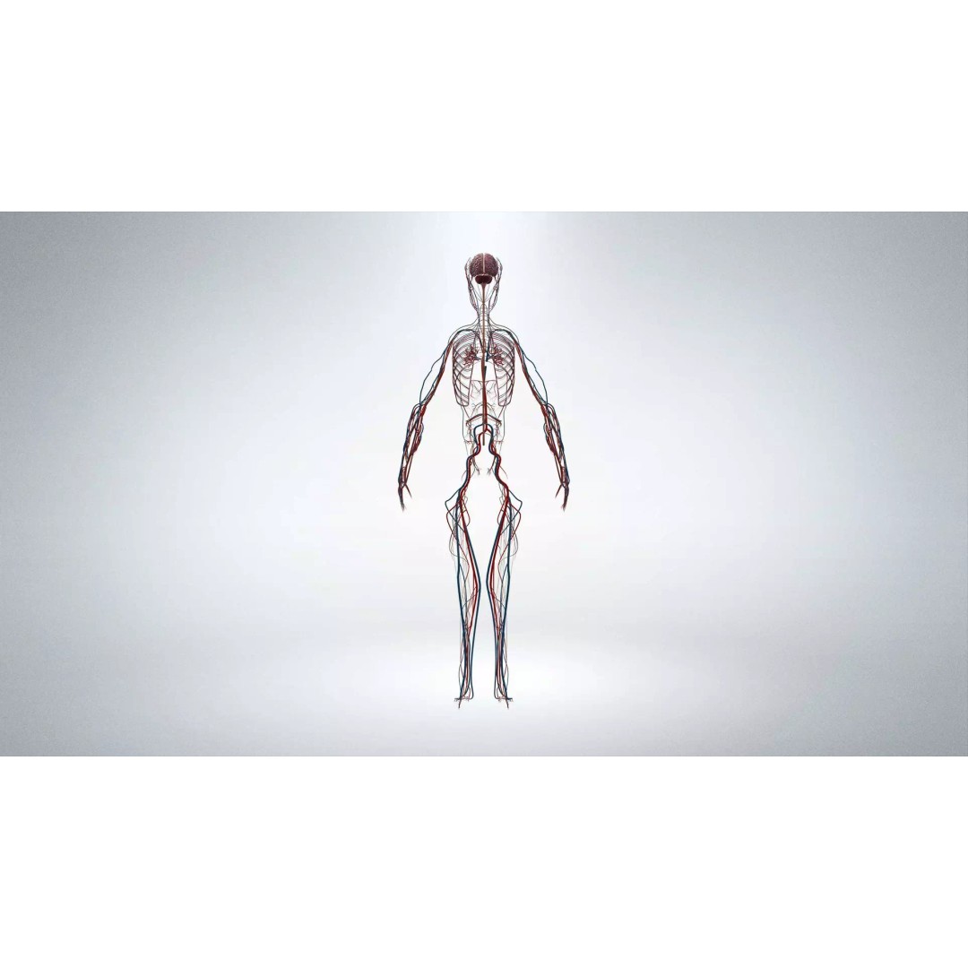 Nervous System 3D Model – Low Poly Human Anatomy Game Asset, FBX, OBJ - View 2