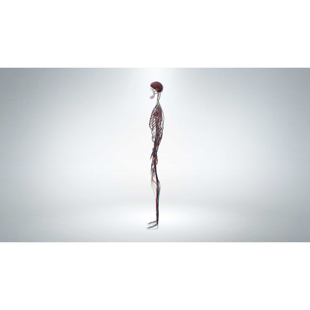 Nervous System 3D Model – Low Poly Human Anatomy Game Asset, FBX, OBJ - View 3