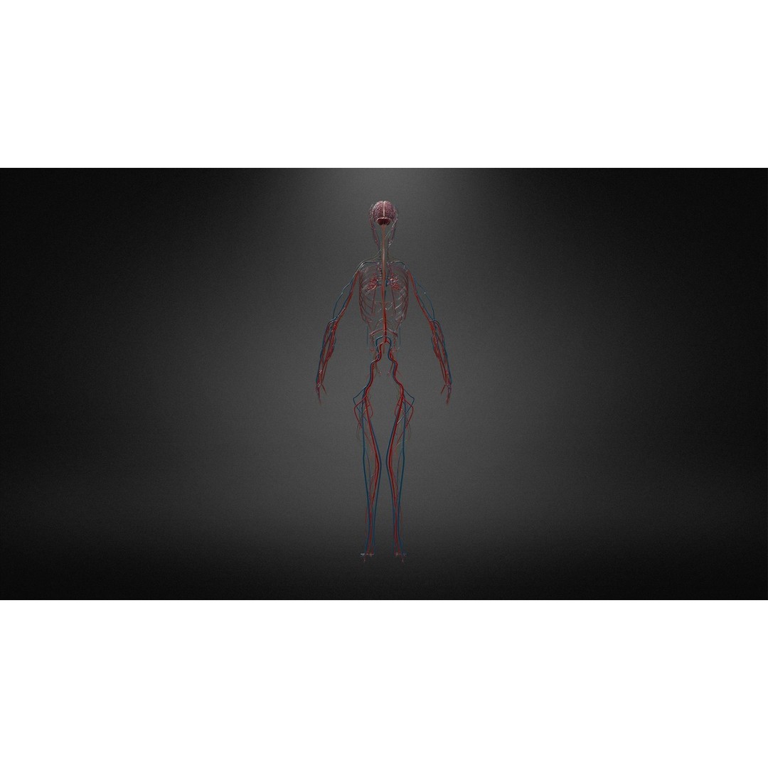 Nervous System 3D Model – Low Poly Human Anatomy Game Asset, FBX, OBJ - View 4