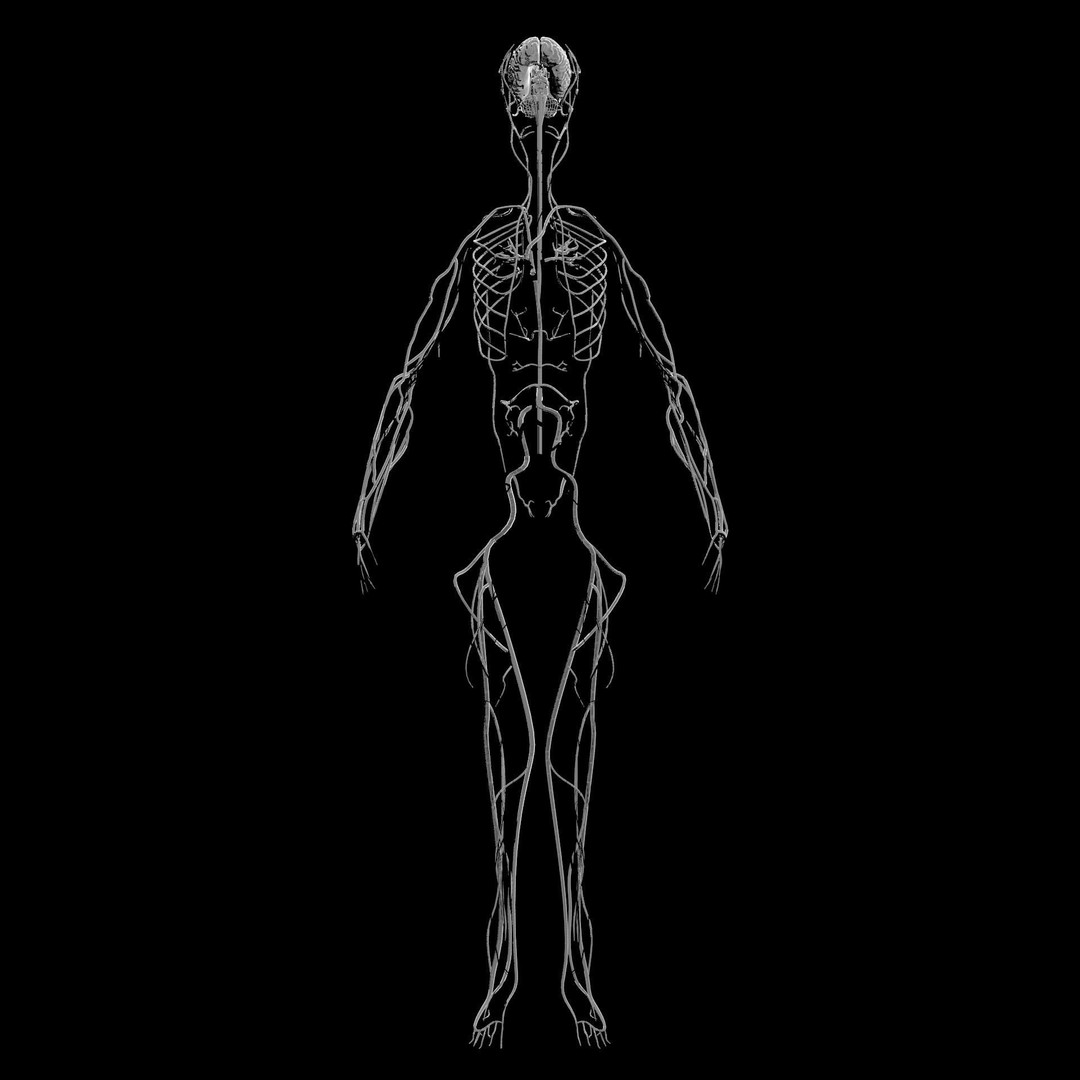 Nervous System 3D Model – Low Poly Human Anatomy Game Asset, FBX, OBJ - View 5