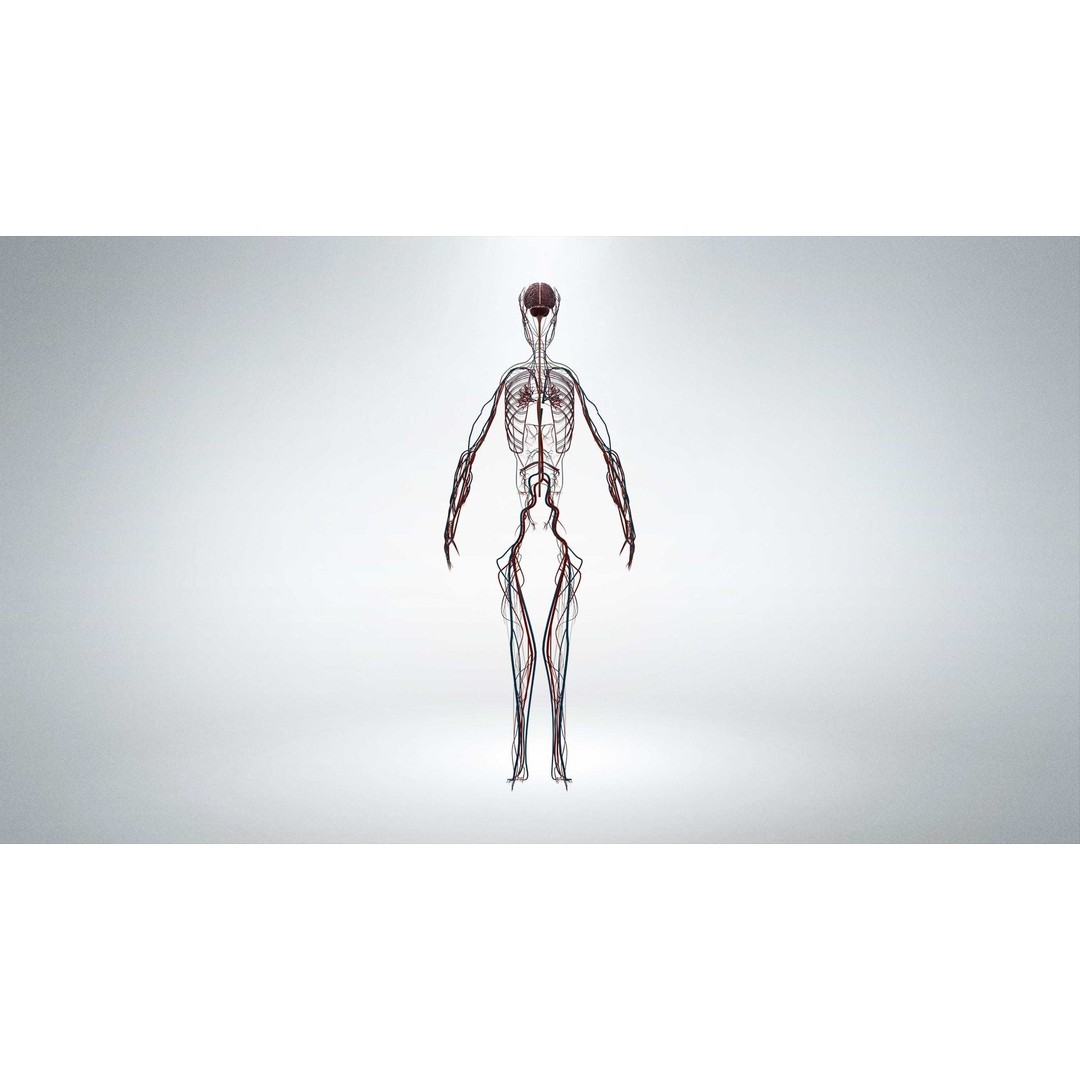 Nervous System 3D Model – Low Poly Human Anatomy Game Asset, FBX, OBJ - View 6