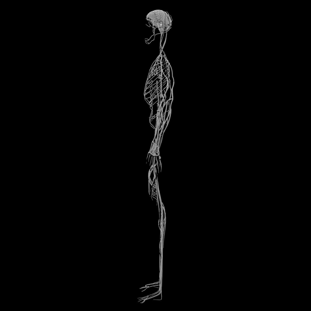 Nervous System 3D Model – Low Poly Human Anatomy Game Asset, FBX, OBJ - View 7