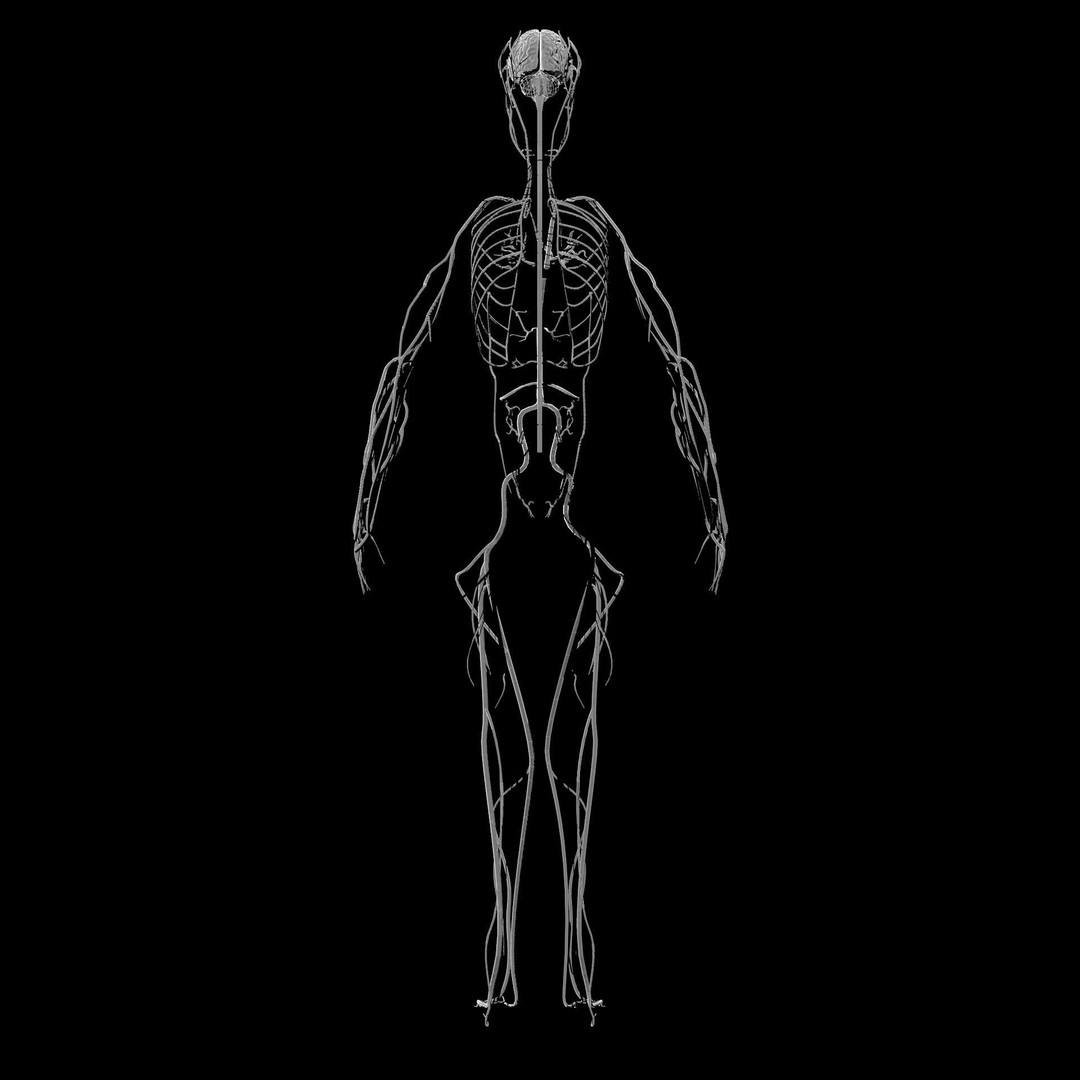 Nervous System 3D Model – Low Poly Human Anatomy Game Asset, FBX, OBJ - View 8