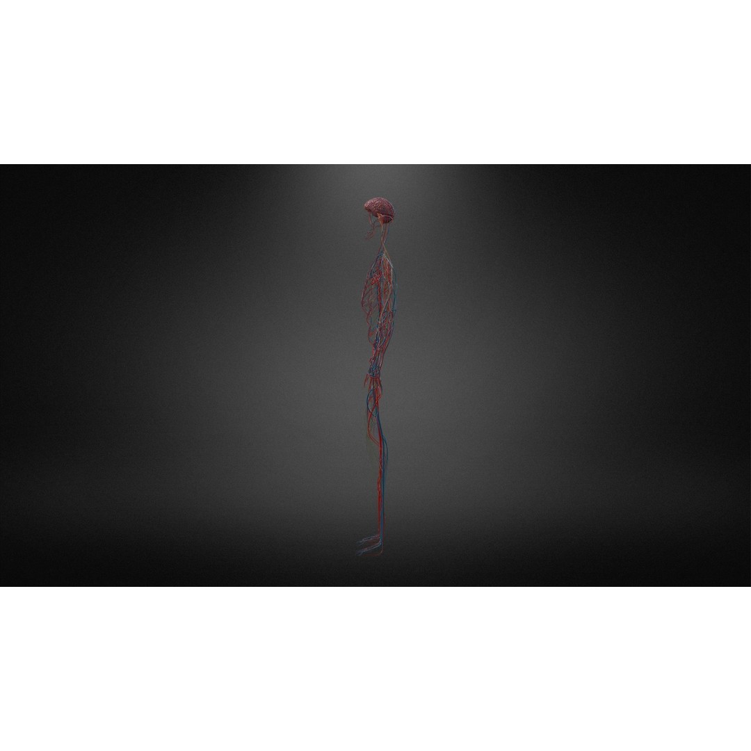 Nervous System 3D Model – Low Poly Human Anatomy Game Asset, FBX, OBJ - View 9